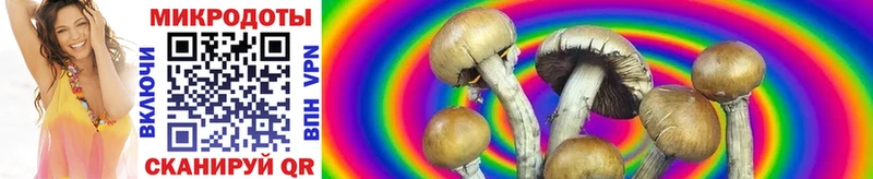 Псилоцибиновые грибы Psilocybe  Подольск 